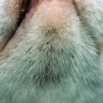 Feline Acne