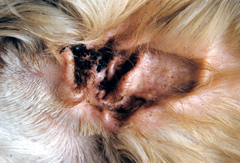 Skin Diseases of the Cat