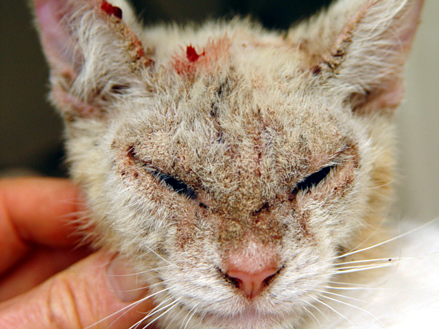 Demodex Treatment Cats