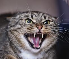 Feline Behavioral Health: Why Do Cats Hiss and Bite?