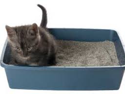 cat in bin