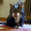 Wet Cat