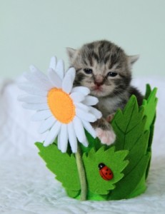 Cat Dandruff clinic cute Kitten