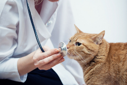 The Cat Dandruff Clinic