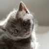 Cat Dandruff Clinic Kitty
