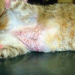 Allergic dermatitis - Cat Dandruff Clinic
