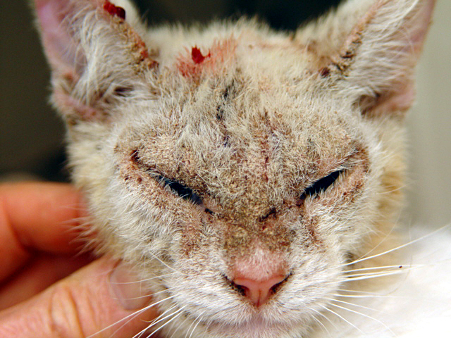 Cat Mange (Feline Scabies) All You Need To Know and More