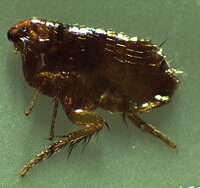 flea treatment for yard