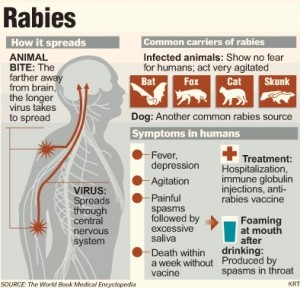 Rabies in Cats