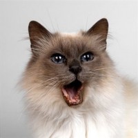 Stomatitis in Cats