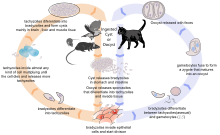 Toxoplasmosis_life_cycle_en.svg