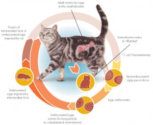 cat_Tclifecycle