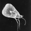 Giardia in Cats