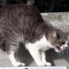 cat hissing and bite